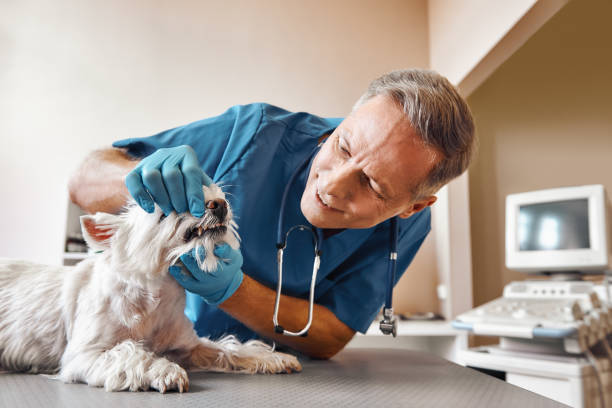  Chesterfield, IN Emergency Dentist Pros